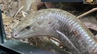 Virtual Snake Tour of the Herpetarium at the Saint Louis Zoo