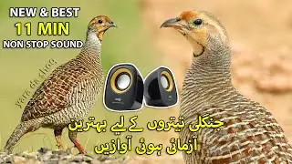 New and Best Teetar Shikar ki Awaz | Latest Sound for Jungle Partridge | Female Francolin Sound