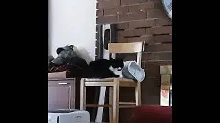 Huckleberry The Cat(1)