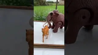 Elephants Big Hungry, Camel, Giraffe, Elephant, Tiger