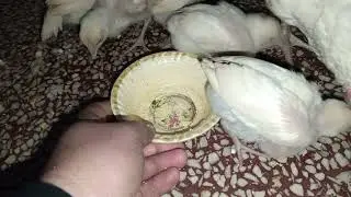 Night vilonG Chozo ko aaj Bhoth tand hai Plz chickens Care 😘😘😘