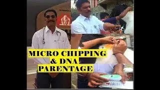 MICRO CHIPPING AND DNA PARENTAGE of MARWARI HORSE