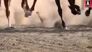 HORSE BEST WHATSAPP STATUS HORSE VIDEO SANDAR #horse #viral #viralvideos