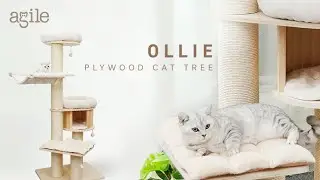 Featured cat house | AGILE 69