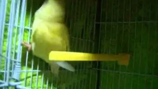 Love Bird Flock Calling (Bubbles)