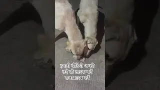 dog lovers Prem 💕😍❤️#dog #motivation #petcenter #funny #dogowner #love #funnyanimal #animals