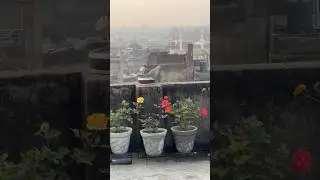 ￼ Dove #on terrace garden #eating rice #birds
