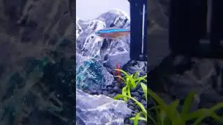 Red cherry shrimp,very colorful cherry shrimp,shrimp breeding,cherry shrimp breeding,new plantedtank