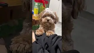 #puppy #laugh #doglife #dog #pets #tweening #viral #viral #tweening #marvel