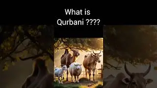 👉👉What Is Qurbani? 🐐 | The Meaning & Significance of Islamic Sacrifice