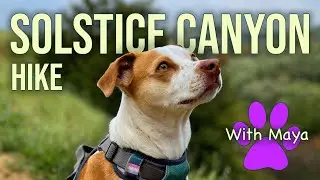 Dog Friendly Hike in Malibu   Solstice Canyon 2025 Guide #dogfriendly #Malibuhike #travelwithdogs
