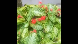 Episcia#plant#veriety