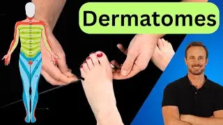 LOWER LIMB DERMATOMES | Neurological Test