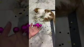 Cat Satisfying ASMR 😻 Reverse Beads Fun#shorts #cat #asmr #beads #satisfying