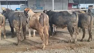 MAL BAZARi İMİŞLİ 03.01.2026 YENİ VİDEO ÇƏKİLİŞ 