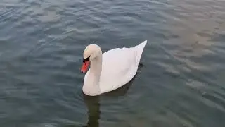 ❄️Dansul lebedelor pe lac la Pădurea Ceala/Arad 