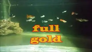 Mix Guppy Breeding itself Black Moscow Full Gold White TUXEDO Endler Guppy مزيج أسماك غوبي