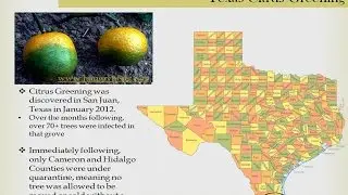 2014 Citrus Greening in Harris County