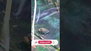 Slow Snail Exploring Nature 🐌✨🐌