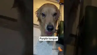 A dog with heart disease.  #seniordog #dog #seniorbudday #dogs #doghealth #dogoftheday #dogcare #old