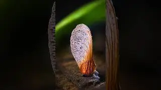 Macro Focus Stacking: Helicopter Seed 🌱 🚁 #macrophotography