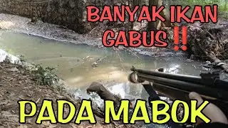 Maser Ikan gabus Monster di spot sarang gabus
