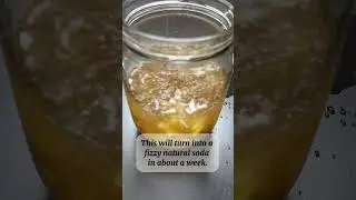 Starting a Ginger Bug from Scratch 🍋🫧 | Day 1