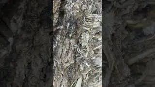 Incredible!! Blind army ants (Aenictus) have captured a weaver ant queen! #angkor#angkorjungle#ants