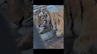 The adorable tiger cubs😘😘😘🐯🐯🐯#tiger #animals