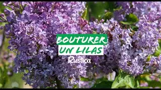 Bouturer le lilas des jardins