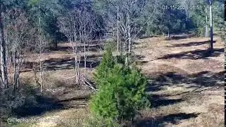 EleCam - Elephant Refuge North America, Attapulgus, Georgia