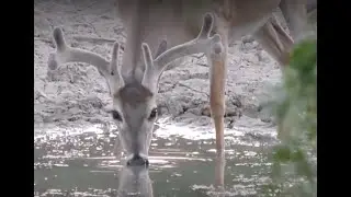 Hunting Deer at Waterholes During Hot Weather