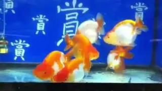 泰壽