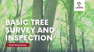 Basic Tree Survey and Inspection - 13. Fork Structures
