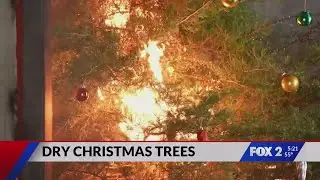 Dry Christmas tree danger