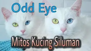 Mitos Kucing Siluman Yang Mengagumkan | Kucing Odd Eye