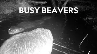 Beavers making a splash in Yorkshire