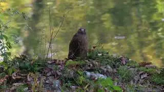 Red Hawk fishing form big rock