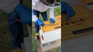 Scraping Burr Comb from Beehive #Shorts