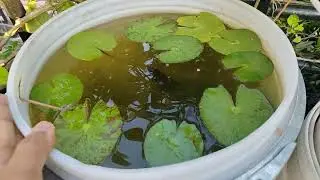 My Peaceful Water Lily Tub  | A Mini Pond Ecosystem at Home