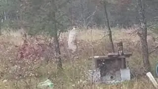 Big Blast Target Caps by Umarex (Video 2)