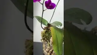 Orchid flower WILD growing #shorts #moss #plants #orchid