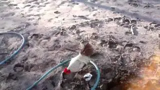 How clean my horse  water tank