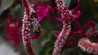 Beekeeping for Beginners | Expert Advice & Monthly Bee Social Cary NC
