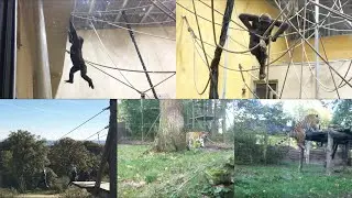 Zoo of Thoiry vlog -2 . FRANCE