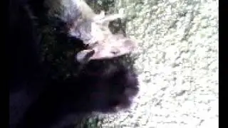 cat eating rat