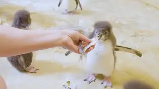 12 Felsenpinguin K&uuml;ken geschl&uuml;pft