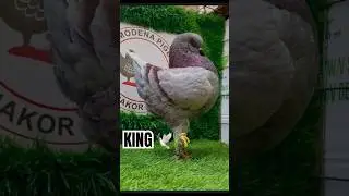 Le pigeon King🌾 est une race de grande taille,appr&eacute;ci&eacute;e pour sa croissance rapide et sa robustesse.