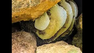 Srilankan village bee harvesting | sinhala