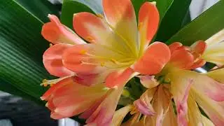 Our One & Only Clivia Flower Seed Pod